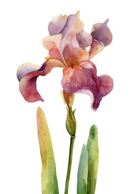 Beyaz arka plan üzerinde tek mor Iris