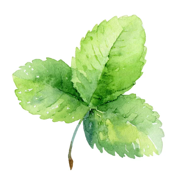 Single strawberry leaf on white background — Stock Photo, Image