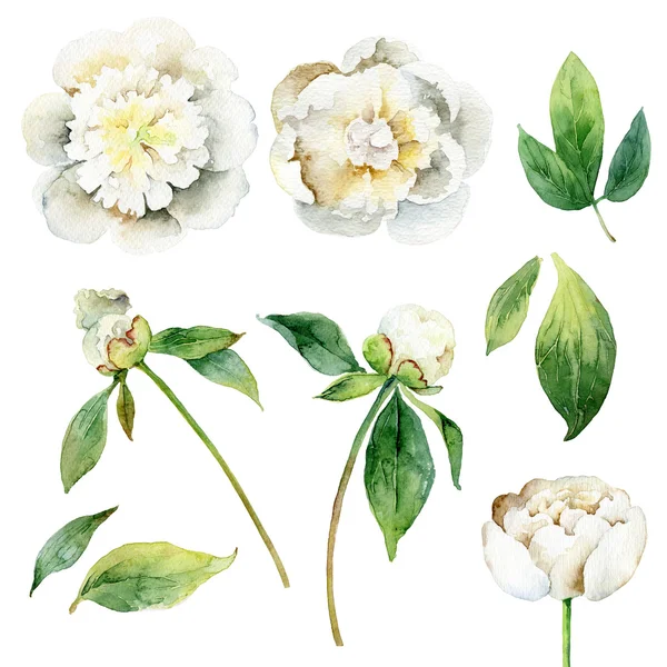 Conjunto de elementos florales sobre fondo blanco —  Fotos de Stock