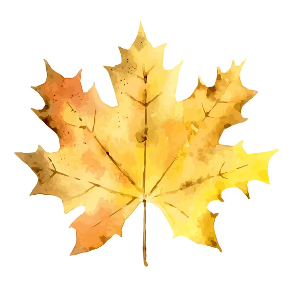 Autumn maple leaf isolated on white background — Stock Vector