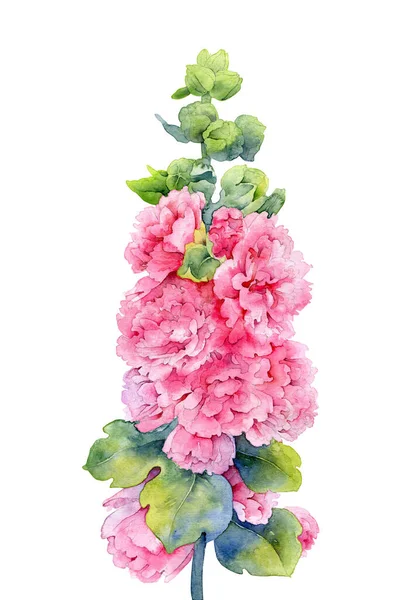 Υδατογραφία ροζ μολόχα λουλούδι σε λευκό φόντο — Φωτογραφία Αρχείου