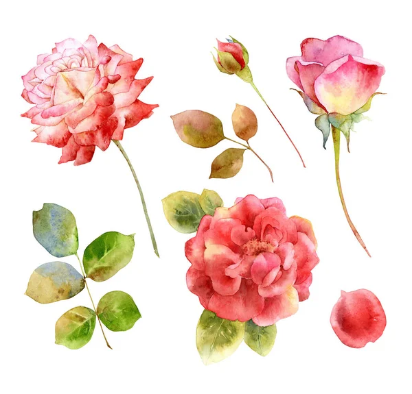 Conjunto de flores de rosas acuarela dibujadas a mano — Foto de Stock
