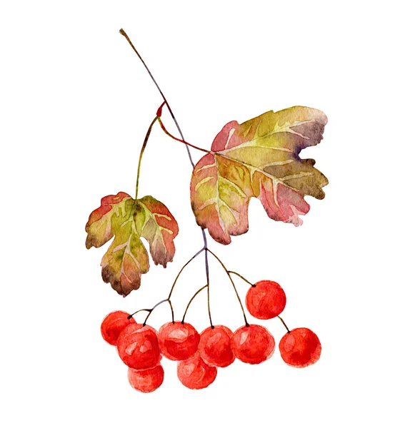 Viburnum branch — Stock Photo, Image