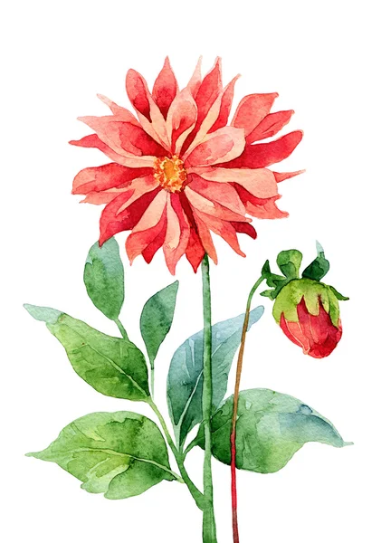 Dahlia — Stockfoto