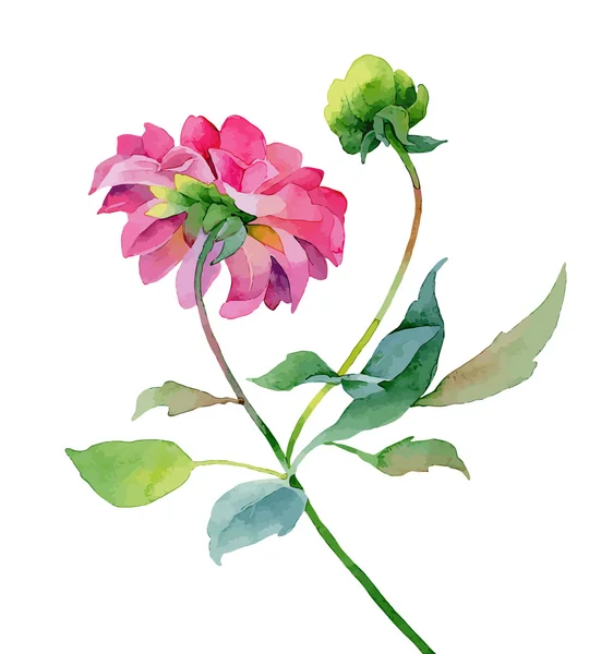 Dahlia — Stock Vector