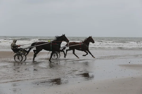 Wyścigów konnych szkolenia na plaży Zdjęcie Stockowe