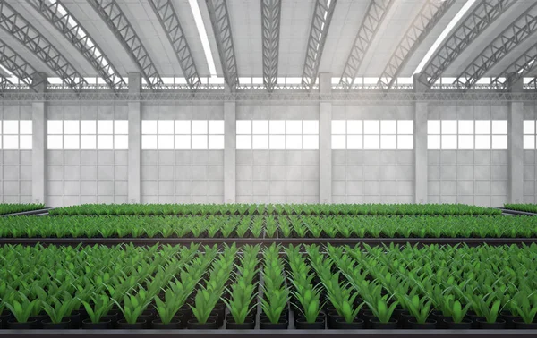 3Dレンダリング緑の家や植物でいっぱいの温室 — ストック写真