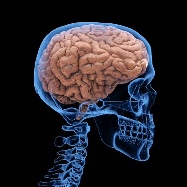 Representación Rayos Cráneo Humano Con Cerebro Aislado Sobre Fondo Negro — Foto de Stock