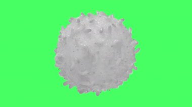 Beyaz kan hücresi. Yeşil ekranda.