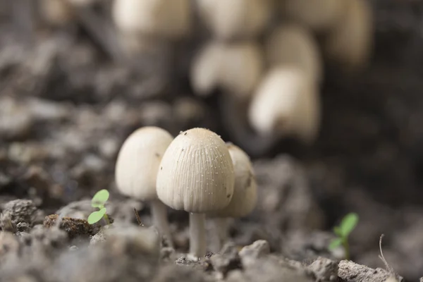 Kleine champignons in het bos — Stockfoto