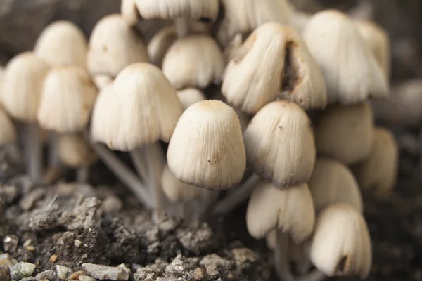 Kleine champignons in het bos — Stockfoto