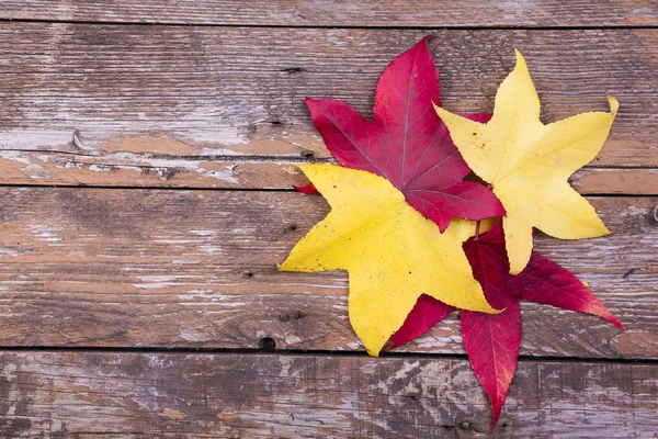 Feuilles sur fond en bois — Photo