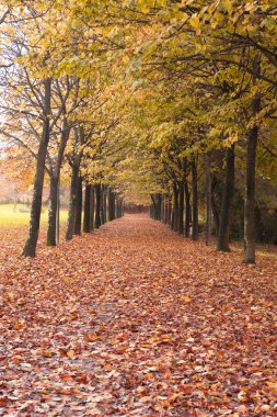 Parkta güzel sonbahar yolu