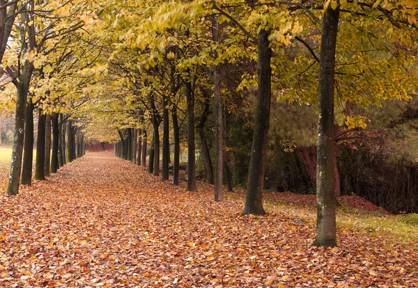 在公园的美丽秋天路径。 — 图库照片