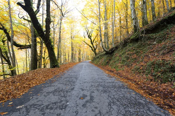 Peisaj frumos cu copaci colorați — Fotografie, imagine de stoc