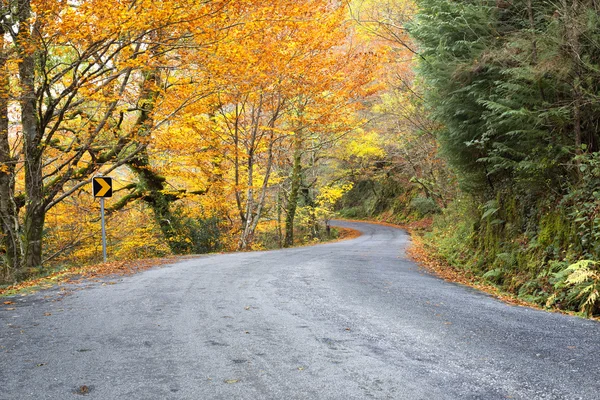 Strada con alberi colorati nella stagione autunnale — Foto Stock