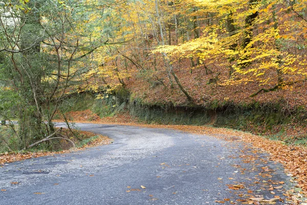 Осенний пейзаж с дорогами и цветными деревьями — стоковое фото