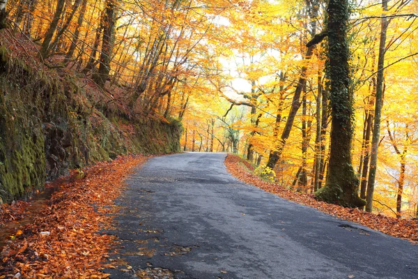 Дорога с цветными деревьями в осенний сезон — стоковое фото