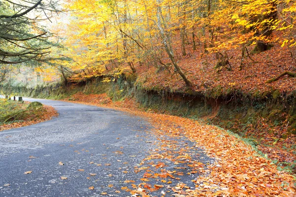 Road with colored trees in autumn season — Stock Photo, Image