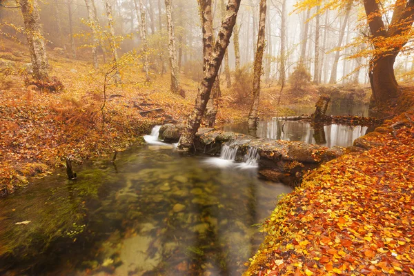 Sungai yang indah dan pohon yang berwarna-warni — Stok Foto