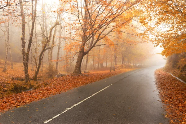 Paisaje otoñal con carretera —  Fotos de Stock