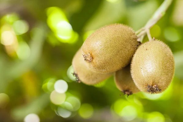 Kiwis sur une branche — Photo