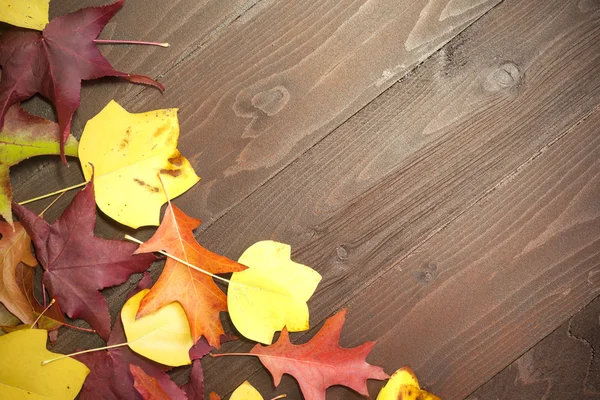 Feuilles colorées sur panneau en bois — Photo