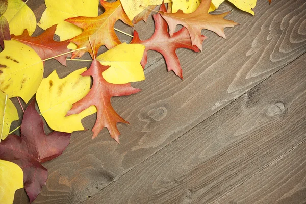 Hojas de color sobre tabla de madera — Foto de Stock