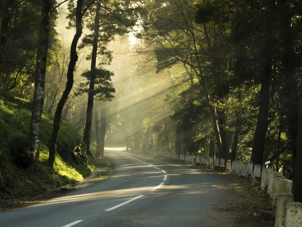 Carretera forestal bajo los rayos del sol — Foto de Stock