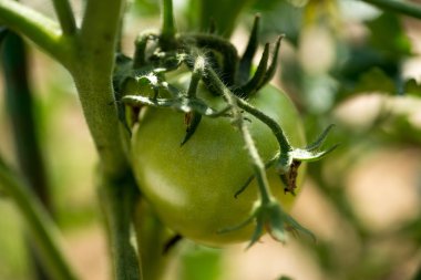 Yeşil domates. Tarım kavramı.