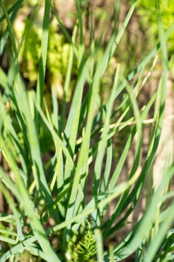 Bahçede yeşil soğan