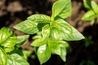 organik bir ticari çiftlik fesleğen bitki