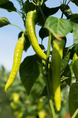 sera içinde büyüyen yeşil biber