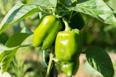 Yeşil tatlı biber bitki veya dolmalık biber