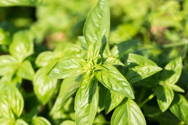 Taze fesleğen bahçede büyür