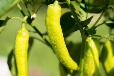 Yeşil tatlı biber bitki veya dolmalık biber çiy