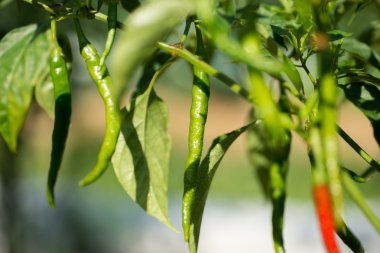 Kırmızı ve yeşil acı biber bitki üzerinde çiy