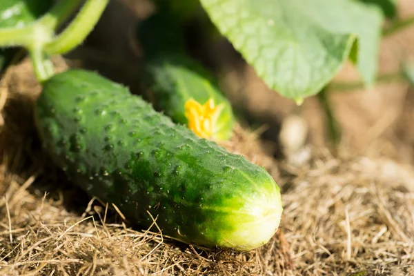 Komkommer groeien in de tuin — Stockfoto