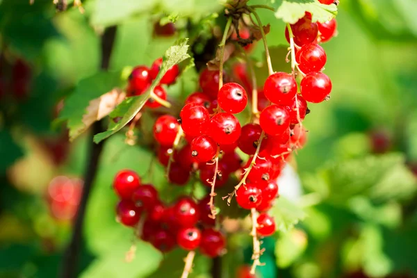Zbliżenie: Czerwona porzeczka w ogród owoc — Zdjęcie stockowe