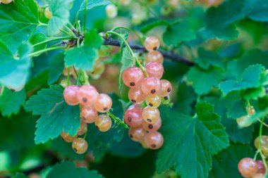 Çalının üzerinde kırmızı frenk üzümü