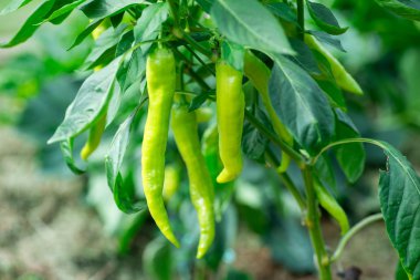 Bitki üzerinde kırmızı biber biber. Yakın çekim