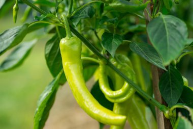 Bitki üzerinde kırmızı biber biber. Yakın çekim