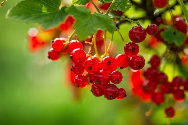 Baies de groseille rouge sur un gros buisson — Photo