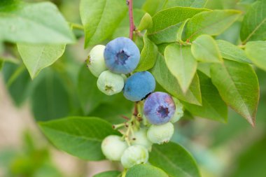 Heathberries / dalda olgunlaşma yaban mersini