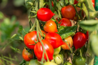 Olgun bahçe domatesleri toplanmaya hazır.