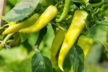 sebze bahçesinde büyüyen taze biber