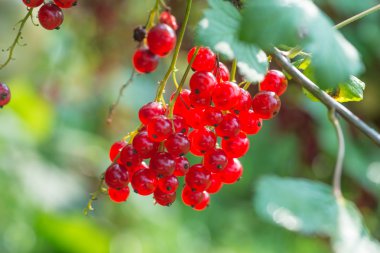 Bahçede kırmızı frenk üzümü