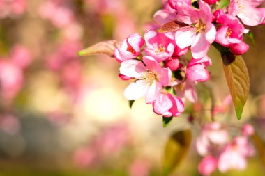 pembe bahar çiçekleri 