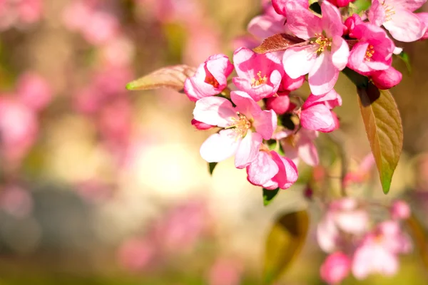 pembe bahar çiçekleri 