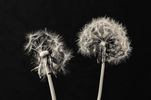 Dandelion flower on black